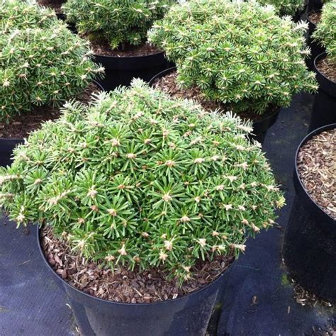 You can download kristallkugel 1.1 directly on allfreeapk.com. Abies koreana 'Kristallkugel' - Herman Geers