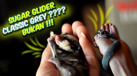 The essential guide to ownership & care for your pet (sugar glider care) (volume. SUGAR GLIDER CLASSIC GREY ? BUKAN !! - YouTube