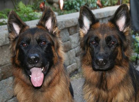 Black Faces In Puppies German Shepherd Dog Forums
