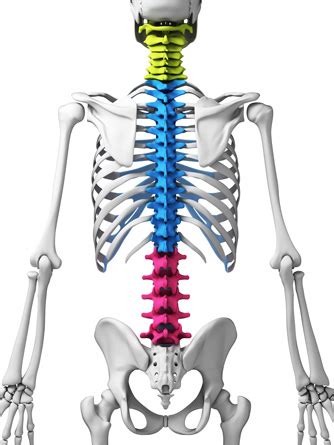 Create object hierarchies with backbone models; Spine Structure - Texas Spine Clinic