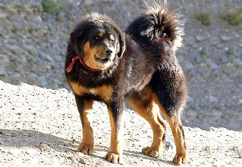 Bhotia Himalayan Sheepdog Dog Breed Information Facts And