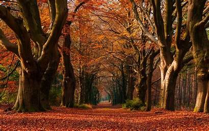 Fall Trees Landscape Tunnel Netherlands Nature Colorful