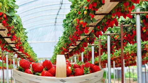 How To Grow Strawberry Plants