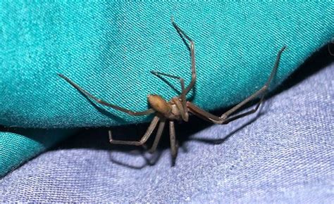 30 Venomous Brown Recluse Spiders In House Wnd