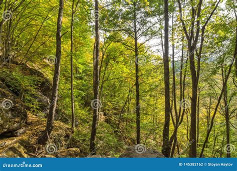 Green Forest Near Town Of Devin Rhodope Mountains Bulgaria Stock