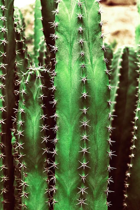 Cactus Organic Texture Photograph By Evgeniya Lystsova Fine Art America