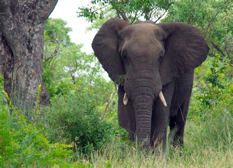 Fotos Gratis Aventuras Animal Fauna Silvestre Selva África