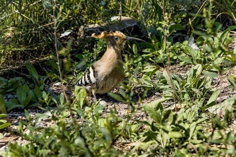 Small Bird Hoopoe In The Grass Stock Image Image Of Colourful
