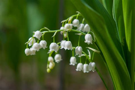 Lily Of The Valley Flower