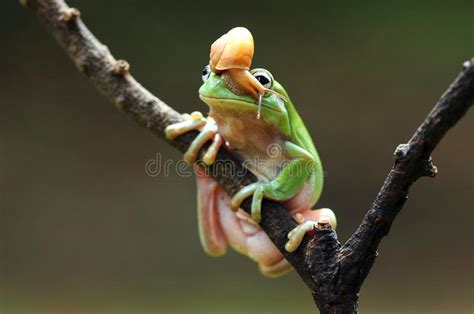 Dumpy Tree Frog Stock Photo Image Of Animal Amphibians 122488458