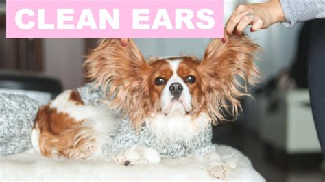 Be sure you don't have an ear infection or a perforated eardrum. HOW TO PROPERLY CLEAN YOUR DOG'S EARS | Dog Care Tips ...