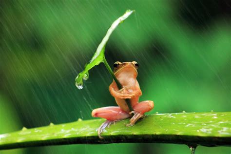 Download Frog Animals Nature Rain Leaves Shields Humor Amphibian