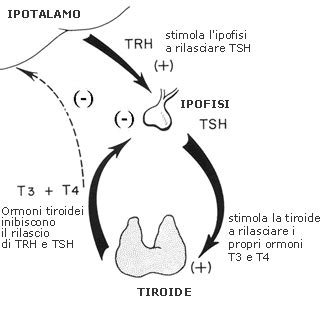 Fisiologia della Tiroide - Il TSH