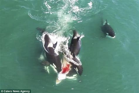 Video Shows Orcas Hunt Down And Kill Minke Whale Daily Mail Online