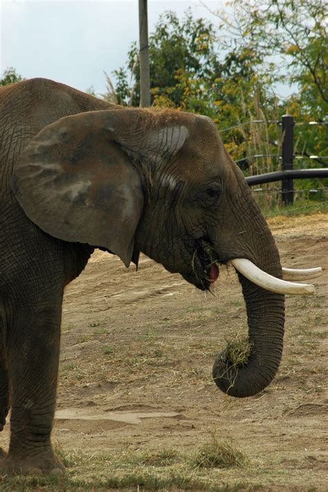 Elephant At Indianapolis Zoo Ohmygaul Flickr