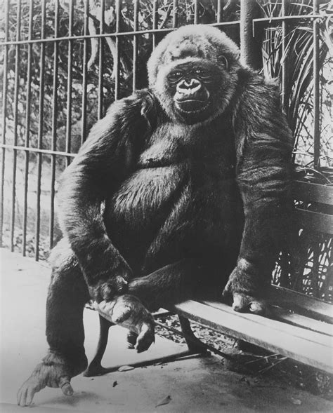 M’toto Famous Ringling Bros And Barnum And Bailey Circus Gorilla Photographer Unknown