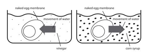 This lab explores the transport of water across the chorionic membrane of an egg by osmosis. Naked Eggs: Osmosis - Science World