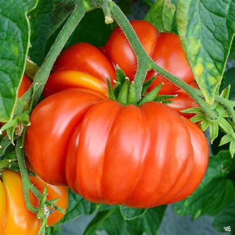 Tomato Red Brandywine — Green Acres Nursery And Supply