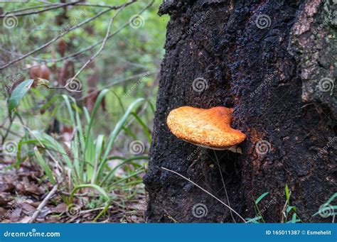 Bright Orange Fungus Growing On Tree Trunk In The Forest Stock Image
