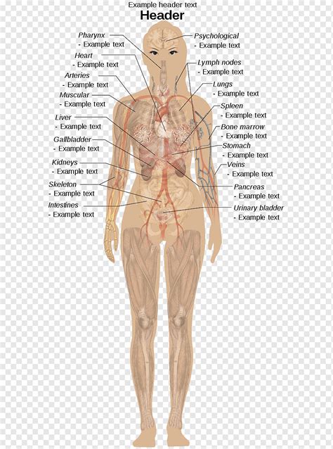 Check out pictures and diagram related to bones, organs, senses, muscles and much more. Female Real Human Body Diagram / - Vertebral Column - on ...