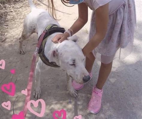 Risto Perro Adopción Cruce Pit Bull Terrier Perrera De Los Barrios