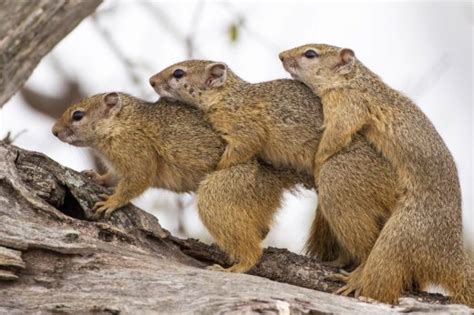 Three Sex Mad Squirrels Caught In The Act In Hilarious Snap The