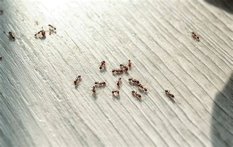 Ants are one of earth's most successful animals, and comprise more than 13,000 species. Blog - 8 Easy & Effective Ant Prevention Tips For ...