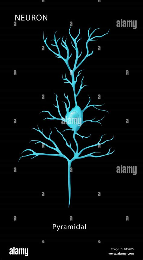 Etiquetado Ilustración De Una Neurona Piramidal Uno De Los Cuatro