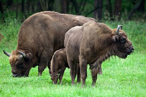 Des scientifiques veulent réintroduire les bisons sauvages ...