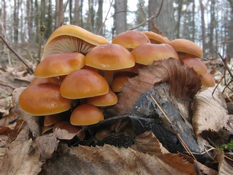 Free Images Forest Stump Autumn Fungus Mushrooms Woodland