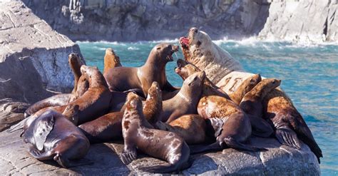 10 Incredible Sea Lion Facts Az Animals