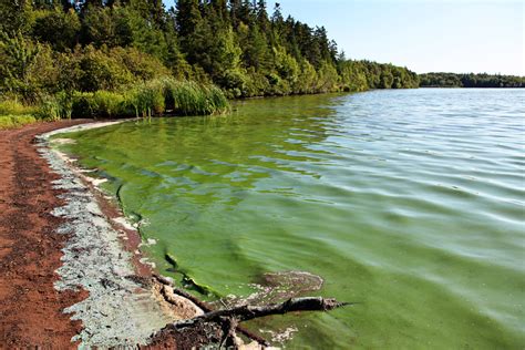 Pet Safety Alert The Rising Dangers Of Blue Green Algae Aspca