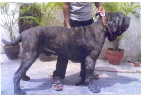 Show Quality Neopolitan Mastiff Puppies For Sale For Sale Adoption From