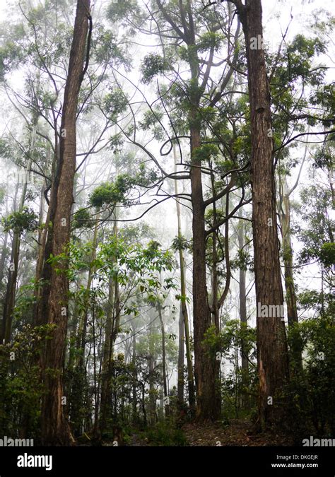 Pine Tree Forest Close To Nuwara Eliya Sri Lanka Stock Photo Alamy