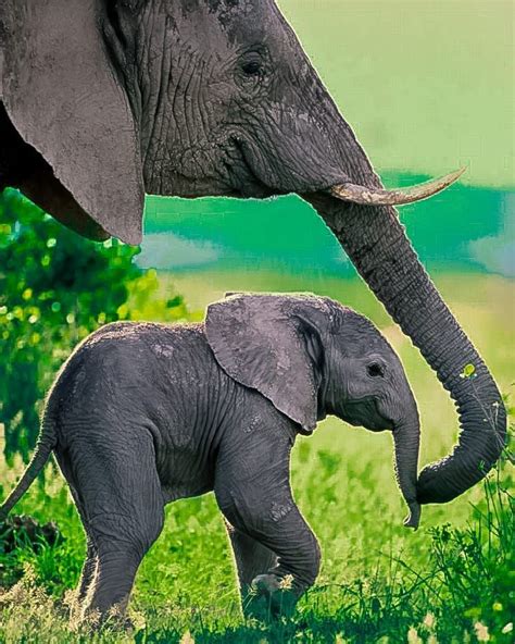 The Big 5 Elephants Chobe National Park Kadealo Travel Elephant
