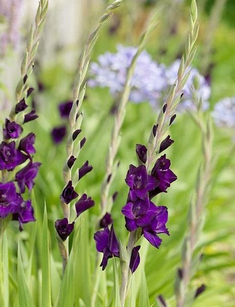 Buy Gladioli Bulbs Gladiolus Purple Mate £319 Delivery By Crocus