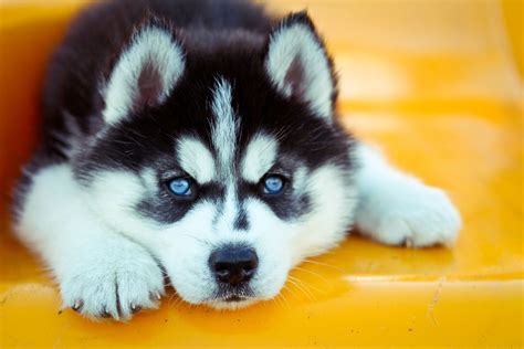 Browse our siberian husky puppies and bring this beautiful breed into your family! Siberian Husky puppies for new homes (mariagorettilena ...