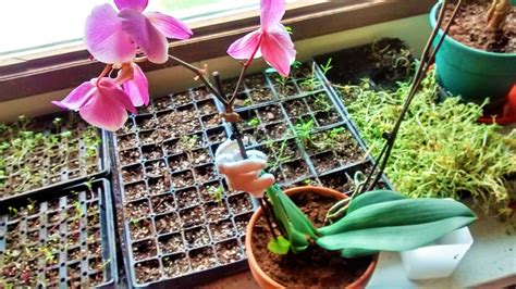 A Beginner S Guide To Caring For An Orchid The Stroller Mom Orchid
