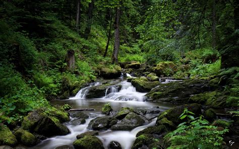 Forest River Wallpapers Top Free Forest River Backgrounds