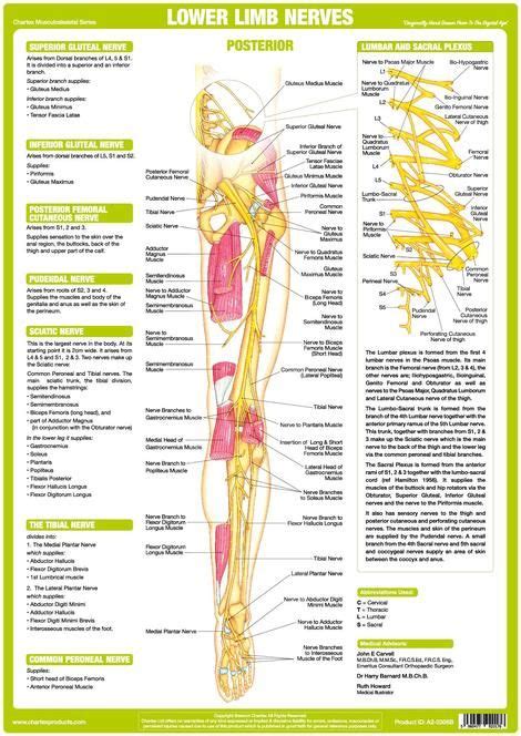 Nervous System Lower Limb Poster Anterior Nerve Anatomy Human Body