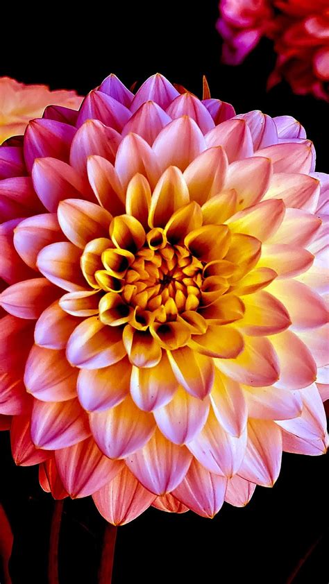 1920x1080px 1080p Free Download Themes Pink And Yellow Dahlia