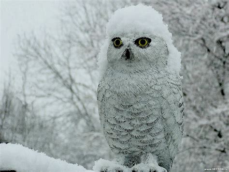 Bird Nature Snowy Owl Animals Birds Hd Desktop Wallpaper