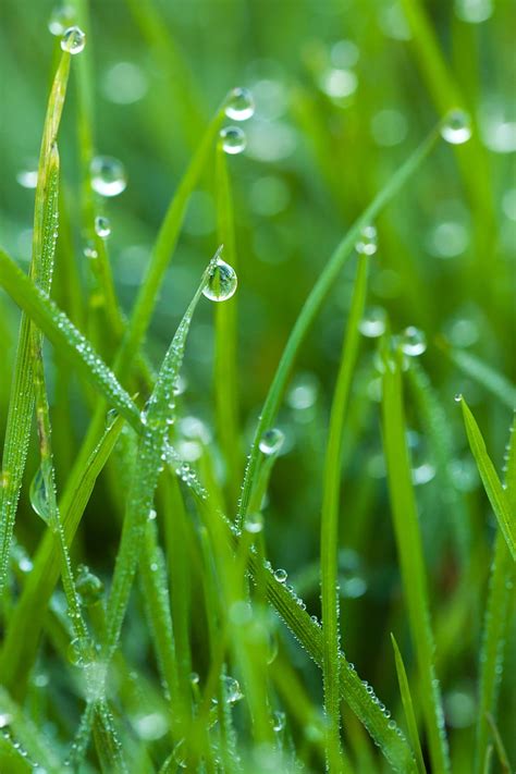 Royalty Free Photo Macro Photo Of Green Grass With Water Droplets
