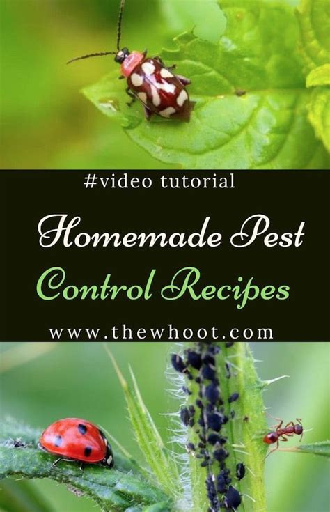 Homemade Pest Control Recipes Video Instructions Insect Spray Garden
