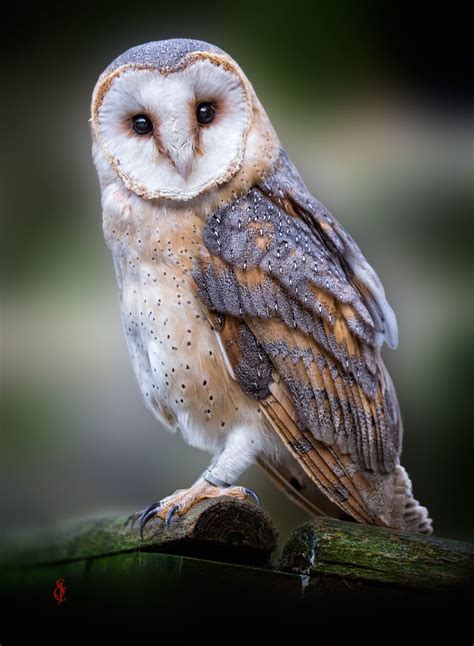 Photo Barn Owl Tyto Alba By Jean Claude Sch On 500px Barn Owls