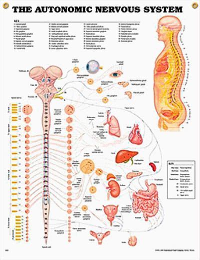 (c) mixed nerves perform both afferent and efferent functions. The Autonomic Nervous System Chart 20x26 | Autonomic nervous system, Nervous system anatomy ...