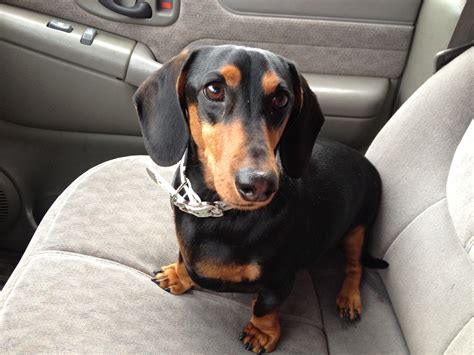 Black And Tan Dachshund Black And Tan Dachshund Dachshund Cute Pictures