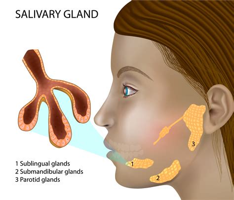 Salivary Glands Richmond ENT