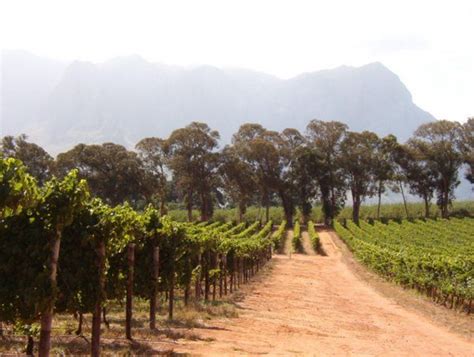 The Wines Of Thelema Mountain Vineyards Stellenbosch South Africa