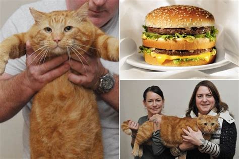Britains Biggest Cat Weighs 15 Stone The Size Of An Average Two